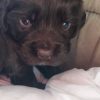 Op bezoek bij Miranda die honden fokt