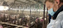 Met het werkgebied dieren op bezoek bij varkensboerderij De Heide Met het werkgebied dieren op bezoek bij varkensboerderij De Heide