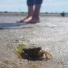 Heerlijke strandwandeling (tekst en foto’s door Bo)