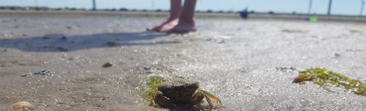 Heerlijke strandwandeling (tekst en foto’s door Bo)