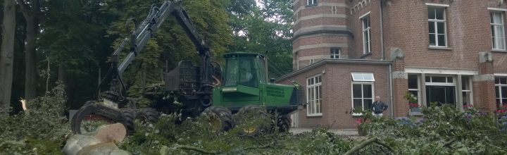 bomen en gras