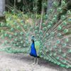 Zo trots als…. een pauw
